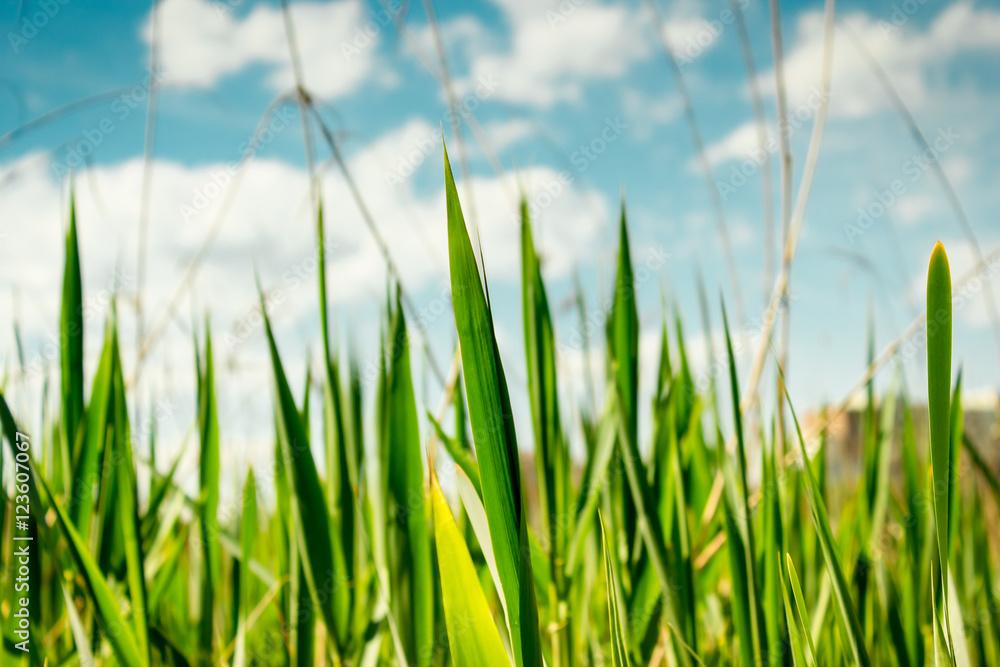 Long grass leaf Long grass leaf