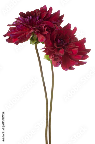 Fototapeta Naklejka Na Ścianę i Meble -  dahlia