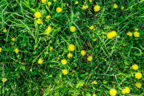 Fototapeta Naklejka Na Ścianę i Meble -  Dandelions flat lay