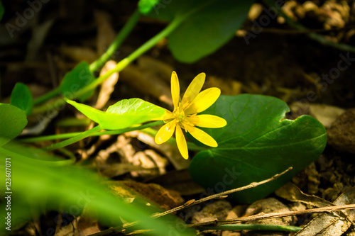 Hidden little flower © madrolly