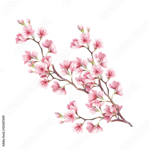 Branch of cherry blossoms. Hand draw watercolor illustration