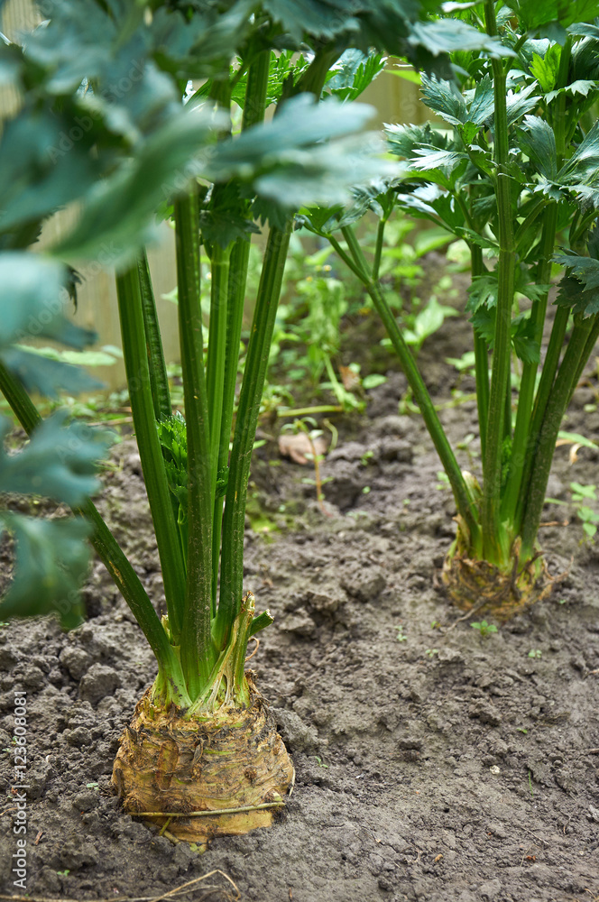 Fototapeta premium Two root celery plants growing
