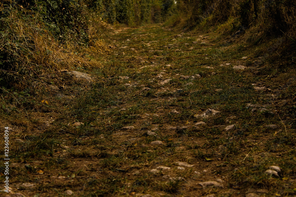 Fototapeta premium Stone path