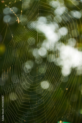 sunlight on the lines of spider web