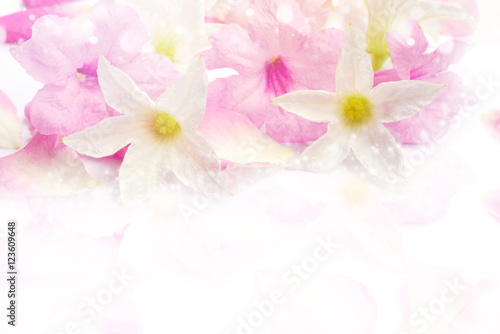 Fototapeta Naklejka Na Ścianę i Meble -  beautiful pink and white romance flower blossom in soft tone, concept for love valentine,wedding or any special events