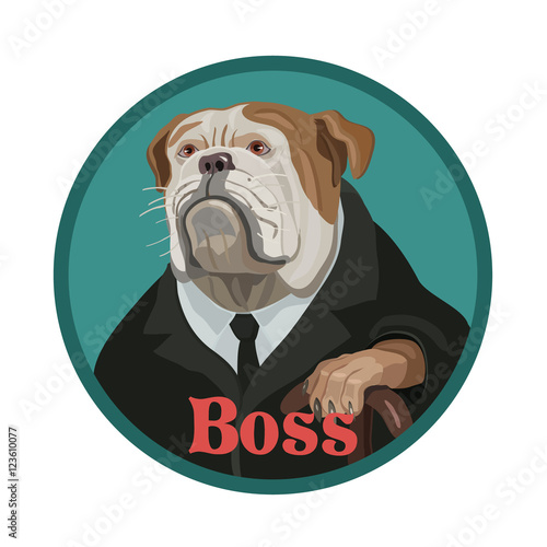 Dog bulldog attentive boss/ The dog is a Bulldog like the boss strictly looks like the head of a subordinate with highly rank the wise and careful