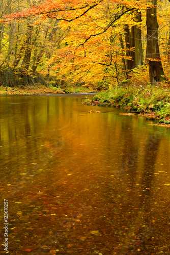 Farbenprächtiger Herbstwald spiegelt sich im Wasser eines kleinen Flusses,