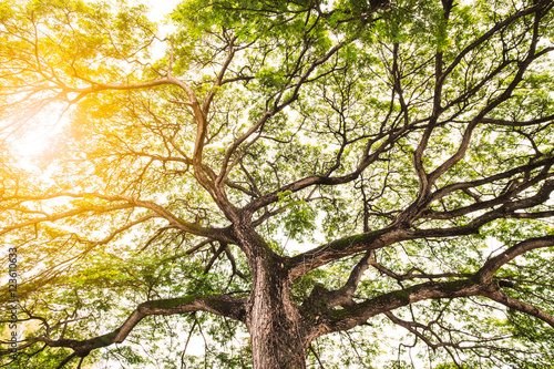 Принти на полотні mighty old tree with branches and bright sunlight