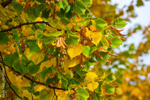 Yellowing leaves on the branches of a linden tree on blue sky background close-up. Autumn leaf fall.