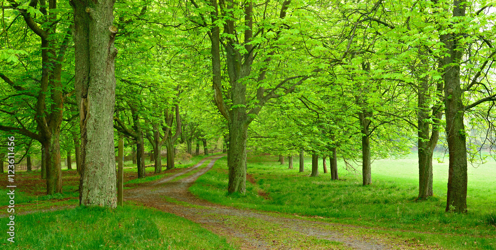 Naklejka premium Wanderweg durch Kastanienallee, Nationalpark Kellerwald-Edersee, Deutschland
