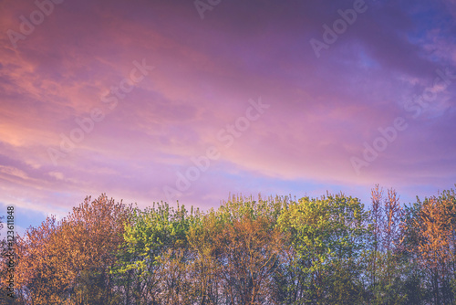 Trees in autumn colors in a violet sunrise