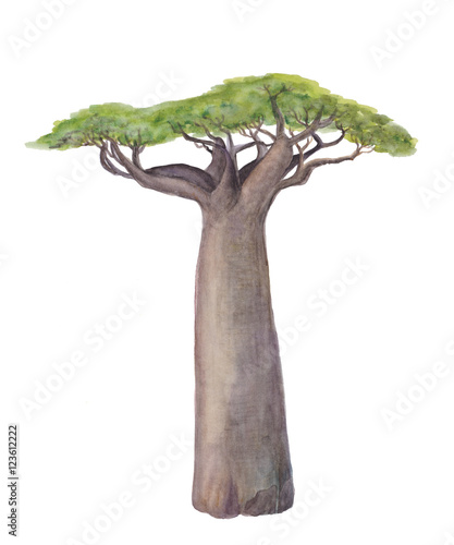 Fotografering Isolated watercolor painting baobab tree over white background