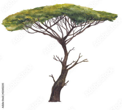 Large Acacia tree isolated on white. Watercolor painting illustration of East Africa