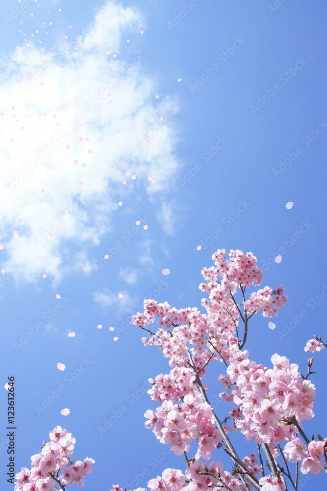 桜 青空　背景 春イメージ
