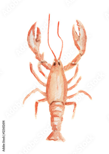 Isolated watercolor red lobster on white background. Delicious and healthy seafood. Restaurant menu.