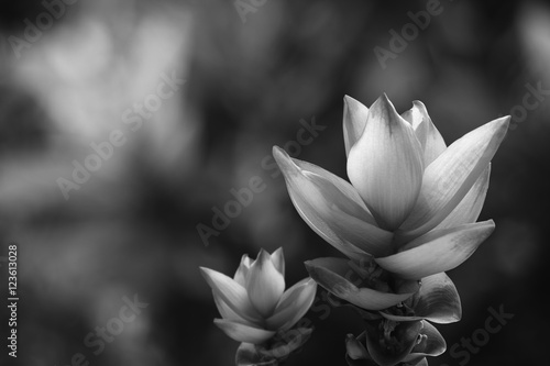 Siam Tulip flower Black and white