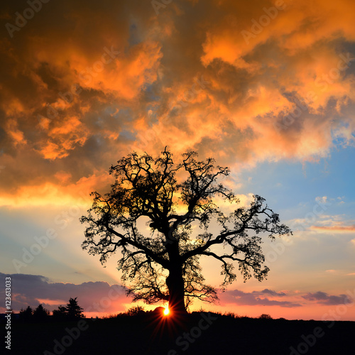 Mighty Oak Tree at Sunset © AVTG