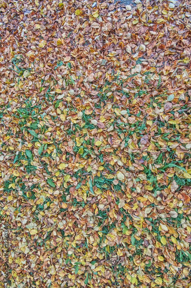 yellow leaves on the grass yellow leaves on the grass