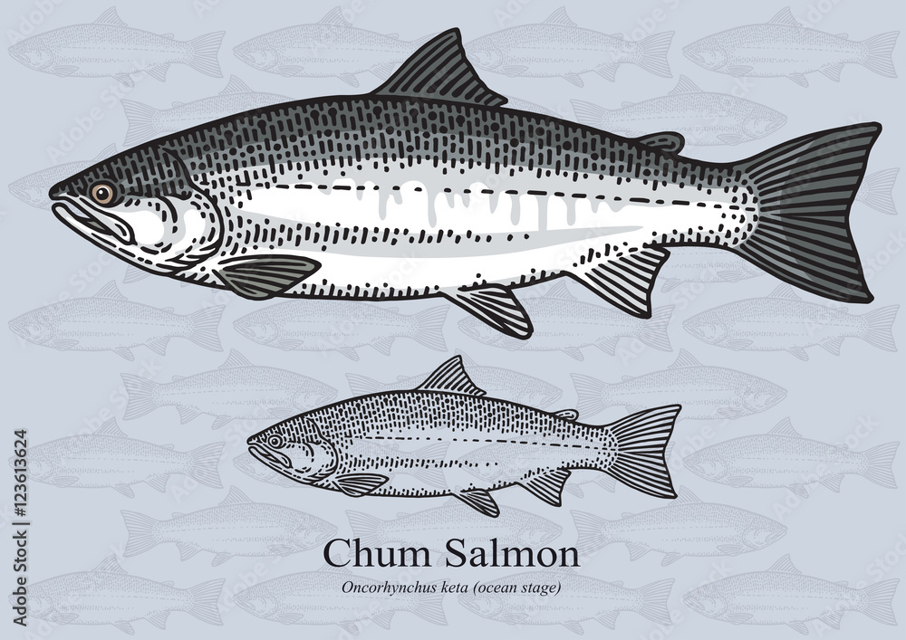 Fototapeta premium Chum salmon. Vector illustration for artwork in small sizes. Suitable for graphic and packaging design, educational examples, web, etc.