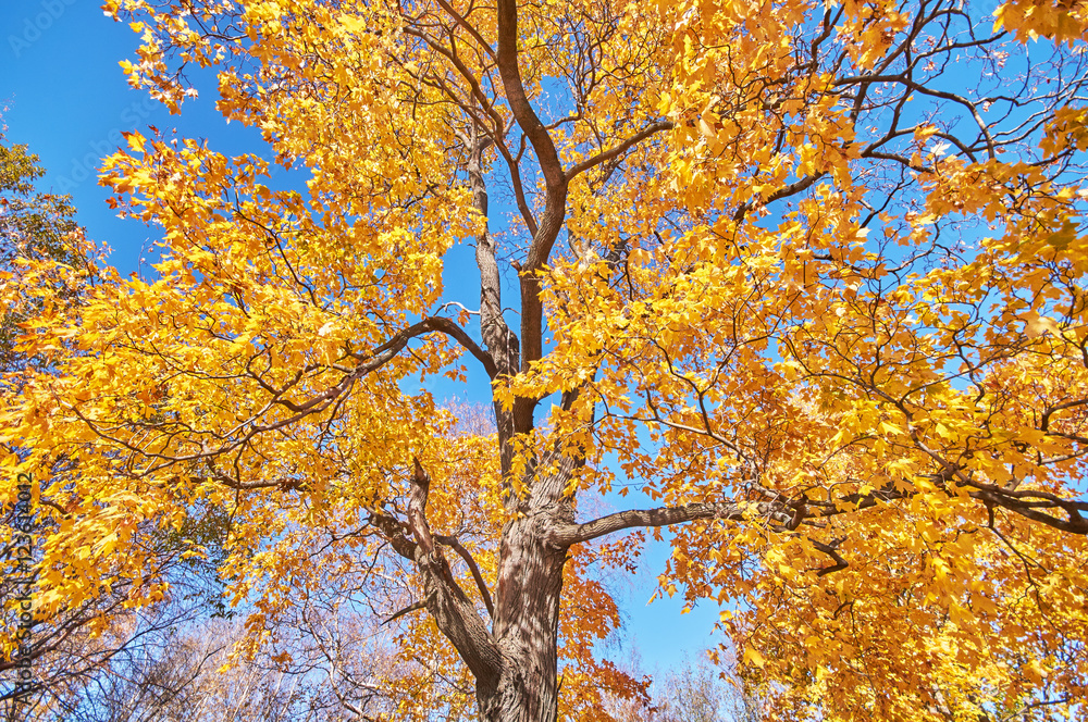 the trees in the fall from the bottom up the trees in the fall from the bottom up