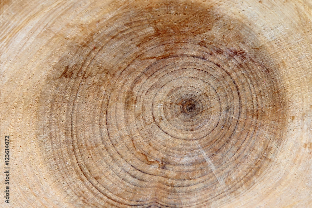 Naklejka premium cut the branches of a tree with rings and texture