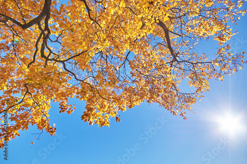 the trees in the fall from the bottom up