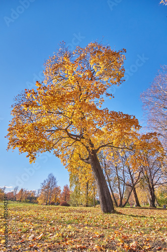 autumn Park