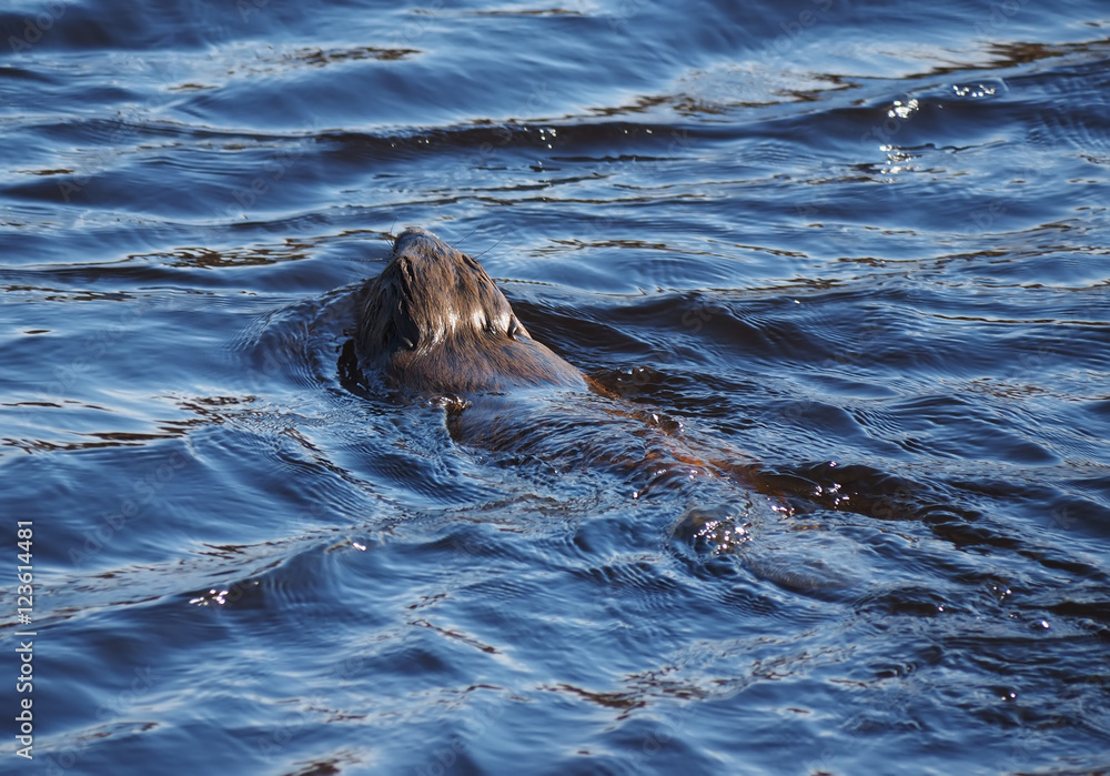 Obraz premium Beaver River