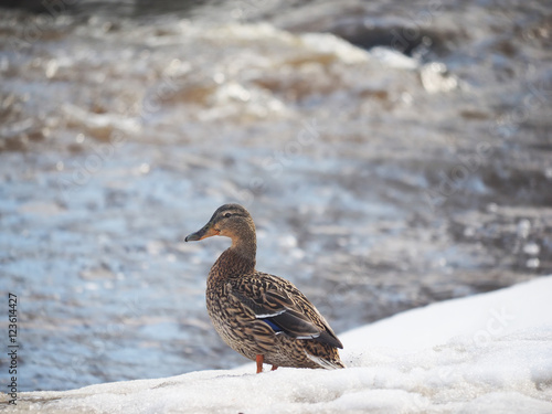 duck in the snow