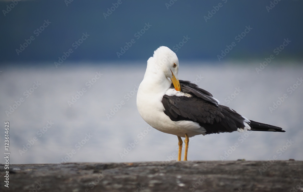 Obraz premium Seagull on the rock