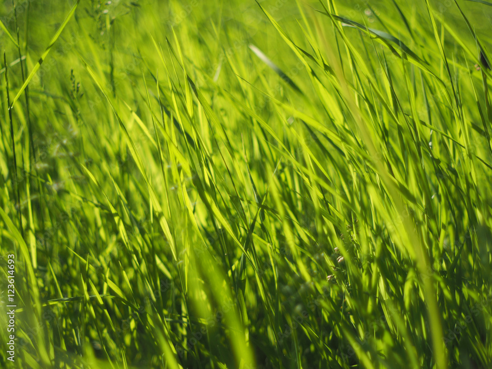 Obraz premium grass in the forest