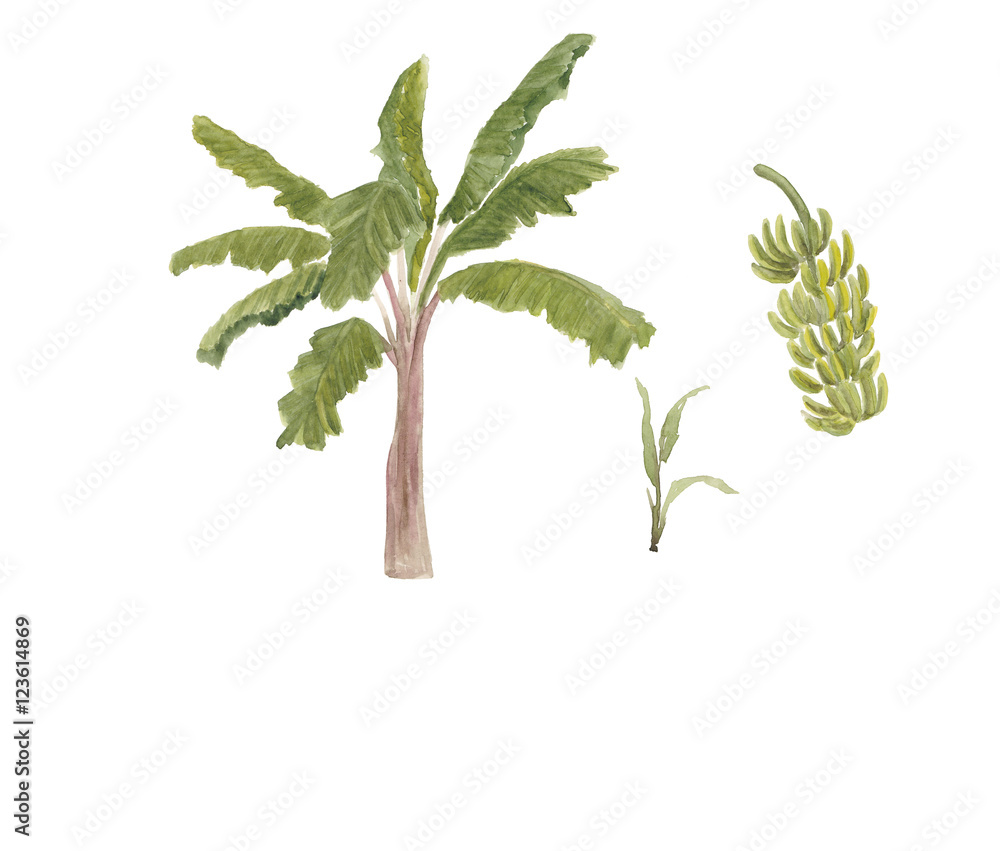 Naklejka premium Watercolor painting banana tree and branch of bananas isolated on white background