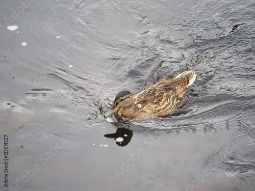 ducks on the river