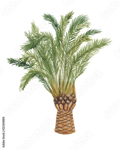 Watercolor painting palm tree isolated on white background