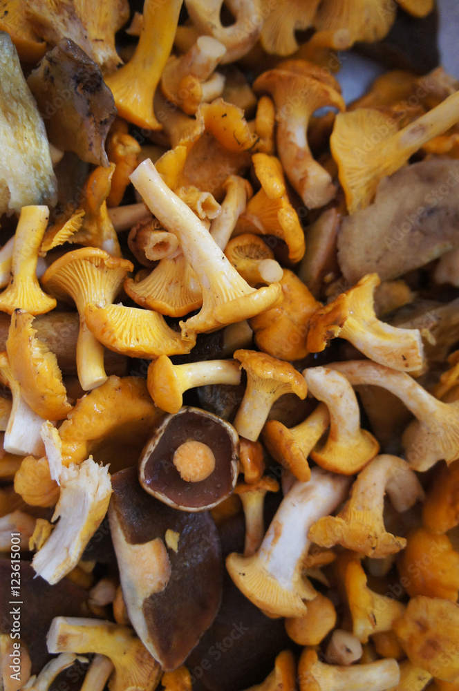 Many raw mushrooms yellow chanterelles Many raw mushrooms yellow chanterelles