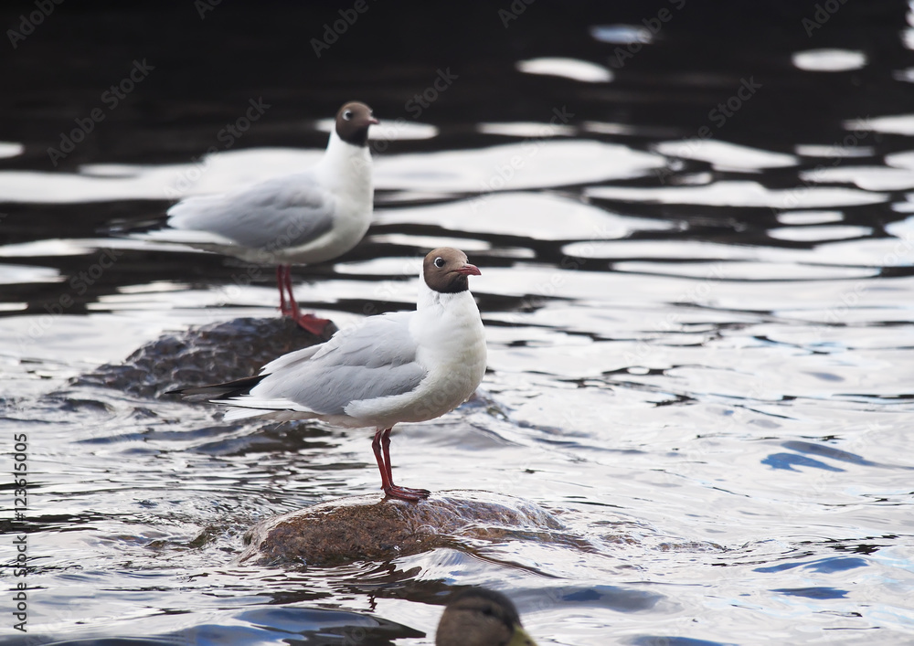 gulls on the lake gulls on the lake