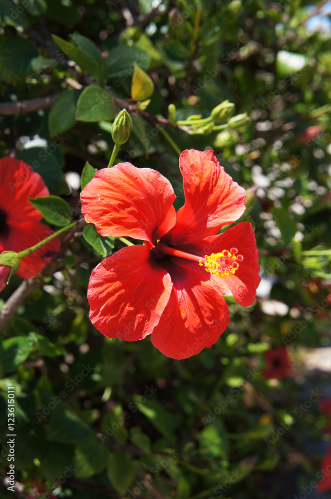 Hibiscus red flower in sunlight Hibiscus red flower in sunlight