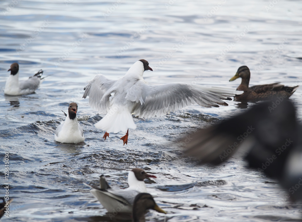 Fototapeta premium gulls on the lake