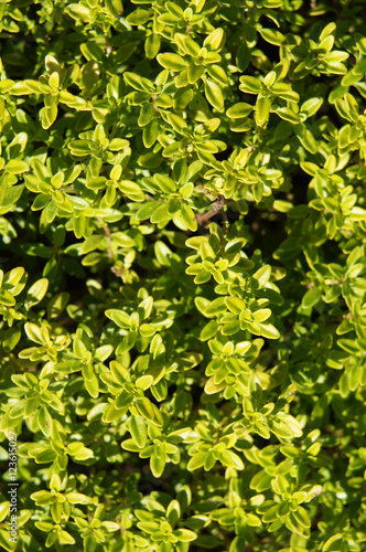 Thymus citriodorus green plant in sunlight photo