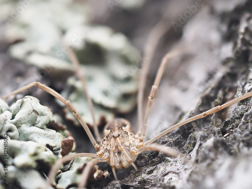 harvestman spider on tree bark photo