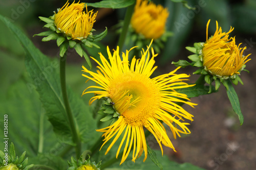 Yellow elecampane flowers with foliage photo