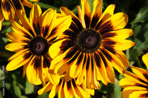 Yellow and brown rudbeckia or Black-eyed-Susan flower in garden