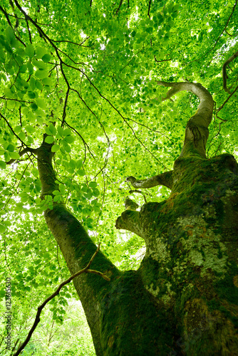 Looking up an old moss covered Beech Tree in Spring  low angle shot
