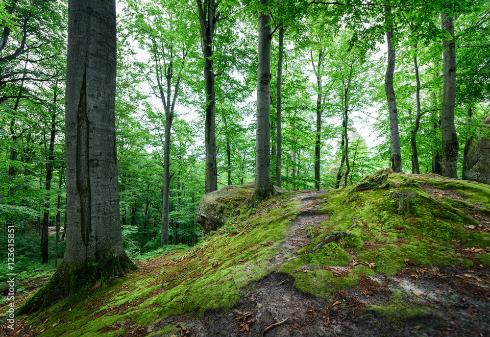 Fototapeta premium Beech forest after a rain.