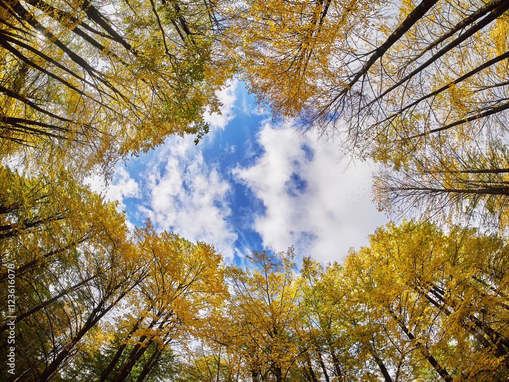 Obraz premium the trees in the fall from the bottom up
