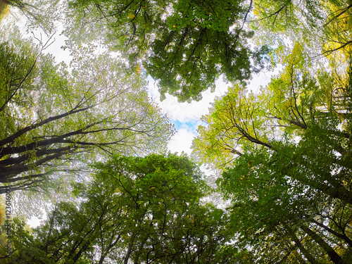 the trees in the fall from the bottom up photo