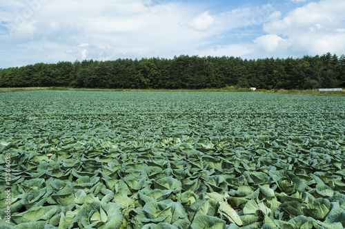 Cabbage field