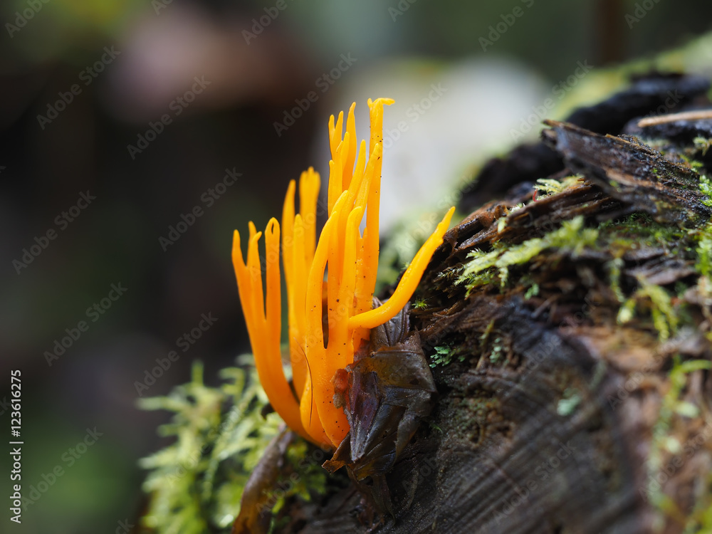 orange Ramaria flava mushroom in the forest orange Ramaria flava mushroom in the forest
