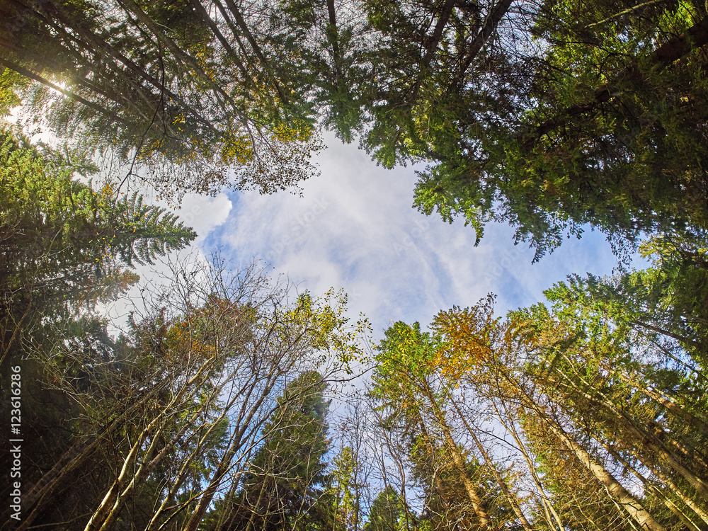 Fototapeta premium trees from the bottom up in the autumn park