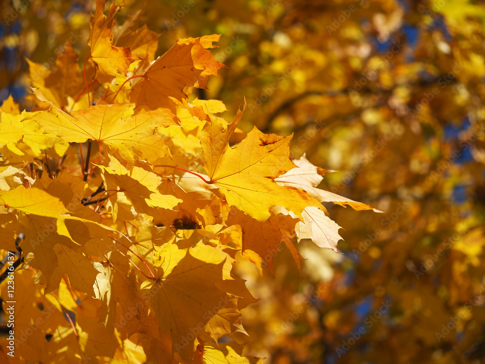 Fototapeta premium yellow maple leaves